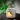 Two-Way Ritual Aroma Burner